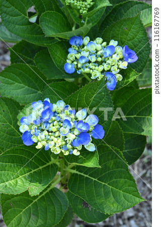 藍色新鮮繡球花 116167769