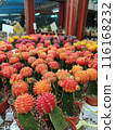 flower pot plant at flower market 116168232