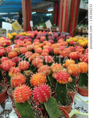 flower pot plant at flower market 116168232