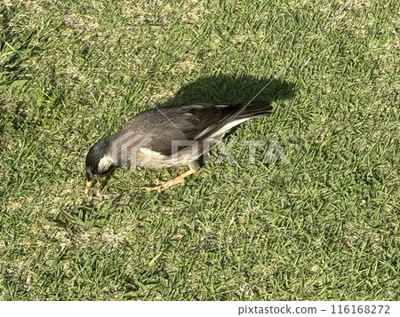 Starling looking for food on the lawn 116168272