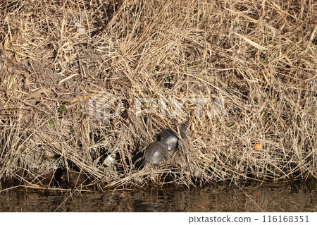 紅耳滑塊幹殼 116168351