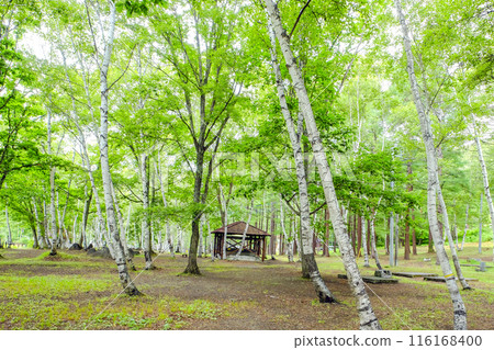 露營地在白樺森林裡 露營地在白樺森林裡 116168400