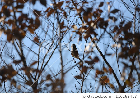 Bunting perched on a dead branch 116168418