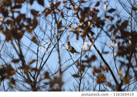 Bunting perched on a dead branch 116168419
