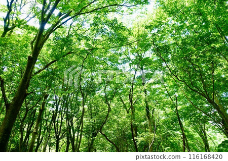 I look up to the forest of fresh green 116168420