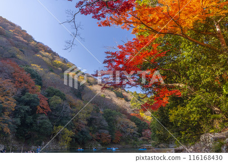 Kyoto Arashiyama Autumn leaves Katsura River area 116168430
