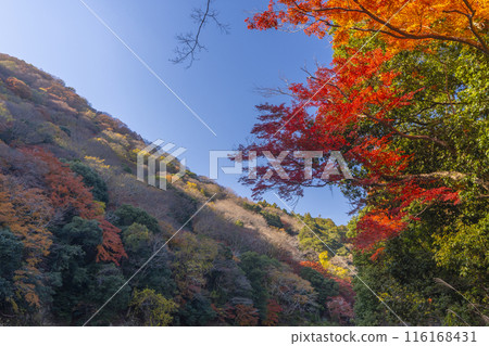 京都嵐山,秋葉,桂川地區 京都嵐山,秋葉,桂川地區 116168431