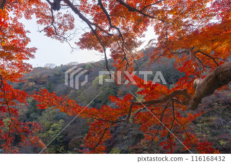 Kyoto Arashiyama Autumn leaves Katsura River area Rankyo Kyoto Arashiyama Autumn leaves Katsura River area Rankyo 116168432