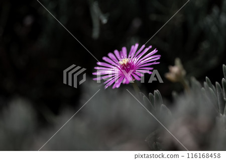 樹蔭下的松花 樹蔭下的松花 116168458