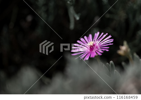 Figure daisy flowers in the shade Figure daisy flowers in the shade 116168459