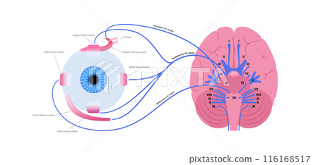 Motor nerves of the eye Motor nerves of the eye 116168517