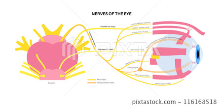 Motor nerves of the eye 116168518