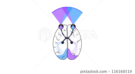Optic nerve anatomy Optic nerve anatomy 116168519