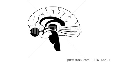 Optic nerve anatomy Optic nerve anatomy 116168527