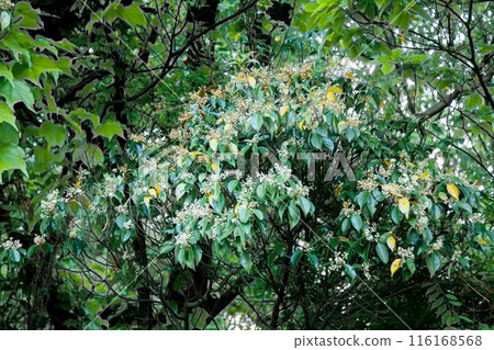 evergreen tree with white flowers evergreen tree with white flowers 116168568