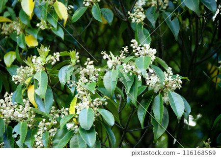 常綠樹,開白色花 常綠樹,開白色花 116168569