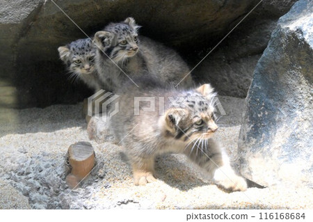 神戶動物王國「曼努貓」兒童 116168684