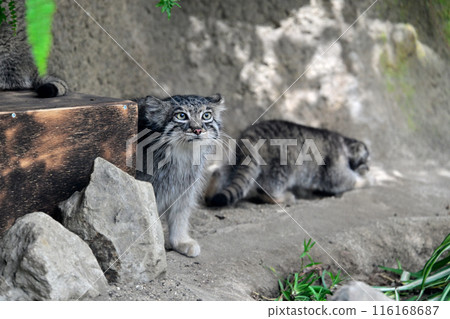 神戶動物王國「曼努貓」兒童 116168687