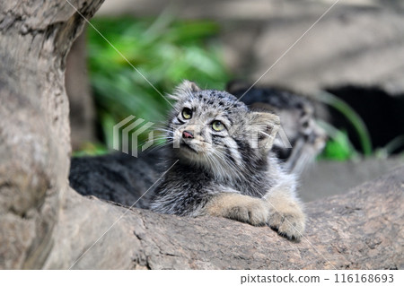 神戶動物王國「曼努貓」兒童 116168693