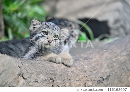 神戶動物王國「曼努貓」兒童 116168697