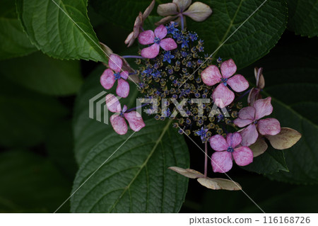繡球花開始凋謝 繡球花開始凋謝 116168726