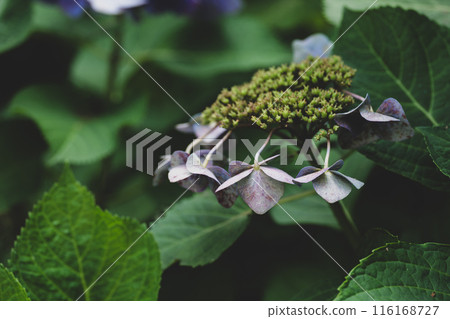 繡球花開始凋謝 繡球花開始凋謝 116168727