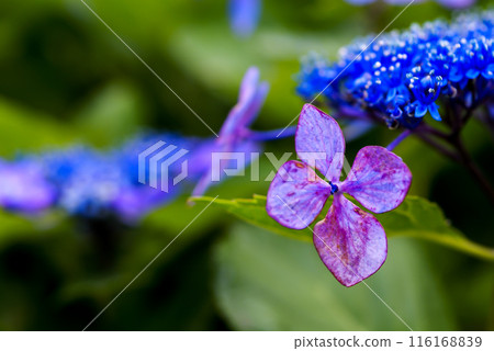 The Last Hydrangea The Last Hydrangea 116168839