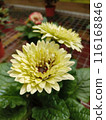 yellow chrysanthemum flower in the garden 116168846