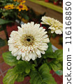 white gerbera flower in the garden 116168850