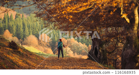 Female Hiker Exploring Autumn Forest in Mountain Landscape Female Hiker Exploring Autumn Forest in Mountain Landscape 116168935