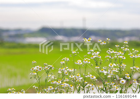 Fleabane blooming on the bank 116169144