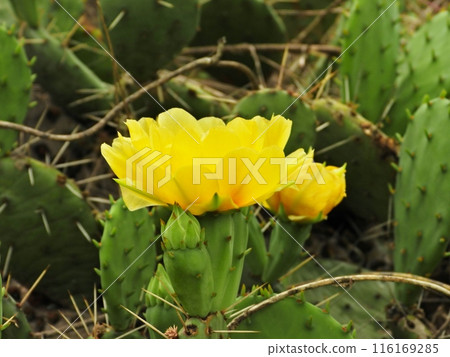 Yellow flower of peach cactus 116169285