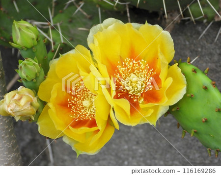 仙人掌黃色花朵特寫 116169286