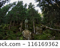 Fisheye View of Hiker in Dense Carpathian Forest 116169362