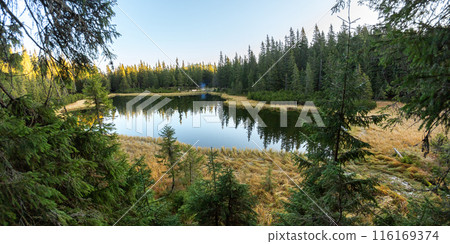 Tranquil Maricheyka Lake in Pine Forest, Carpathian Mountains 116169374