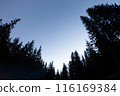 Majestic Pine Trees Silhouetted Against a Clear Sky at Dawn 116169384