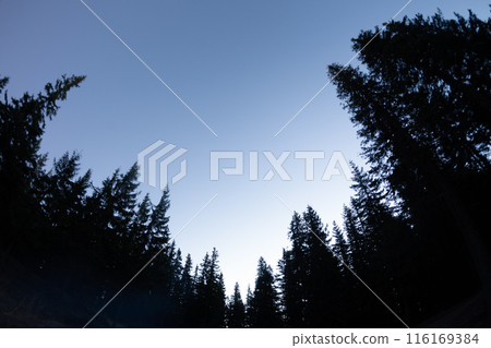 Majestic Pine Trees Silhouetted Against a Clear Sky at Dawn 116169384
