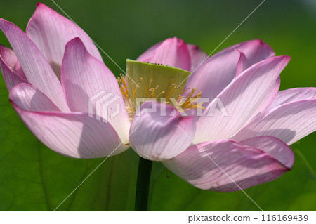 古蓮花 蓮花 116169439