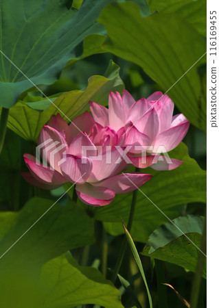 Flowered lotus flower Flowered lotus flower 116169455