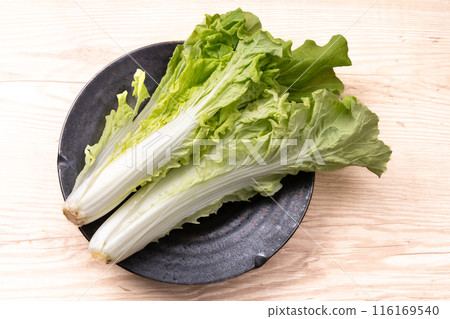 西諾德 116169540