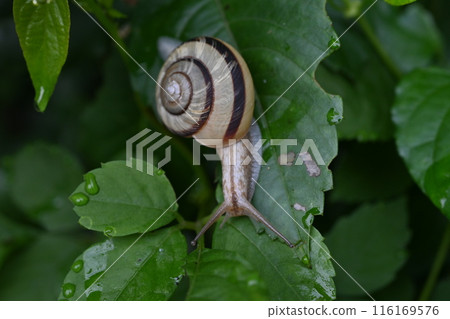 蝸牛/耳蝸 116169576