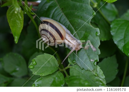 Snails and cochleas 116169578