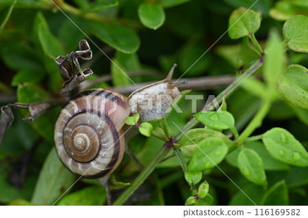 蝸牛/耳蝸 116169582