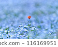 Nemophila 和紅色的花朵和蜜蜂 116169951