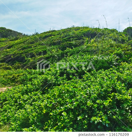 Totoro Forest in Itoshima, dazzling with fresh greenery 116170209