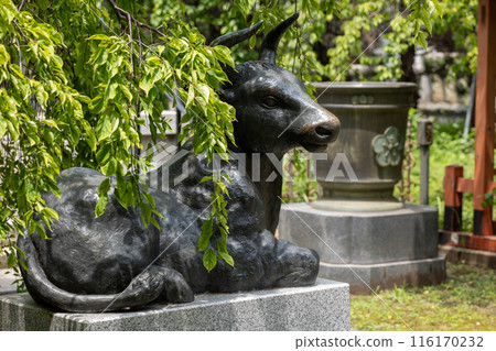 Petting the cow at Tenjin Shrine 116170232