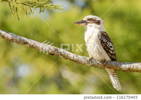 Laughing Kookaburra 116170405