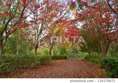 Autumn leaves Takamachi Yokamura Park Park Hyogo Autumn leaves Takamachi Yokamura Park Park Hyogo 116170672