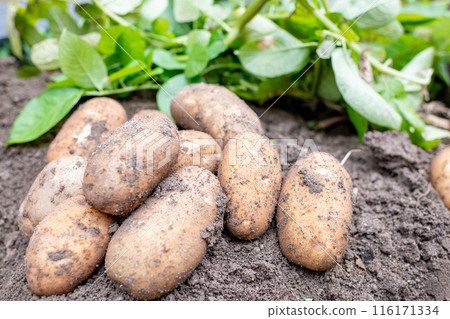 Freshly dug potatoes 116171334
