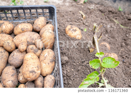Harvested potatoes piled up in baskets and potatoes to be harvested soon 116171360